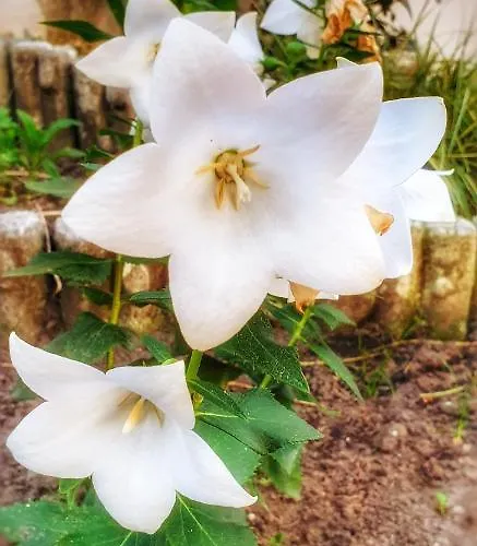 Affittacamere Zaciszny *