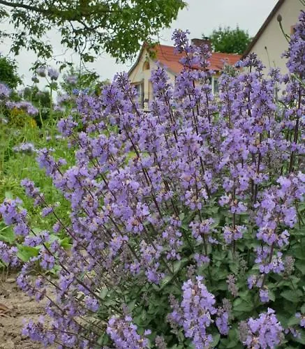 Affittacamere Zaciszny